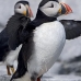 puffin_atlantic_msi_v_1172_can0792.jpg